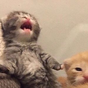 Meet your Posher, Ruby